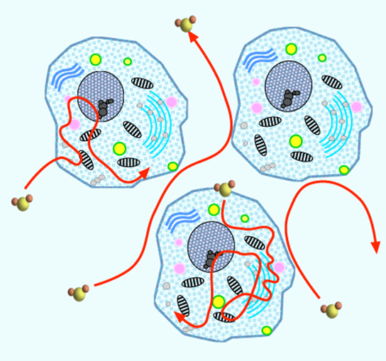 Figure 1 - Diffusion of water molecules (red arrows) is hindered in the intracellular compartment due to the presence of macromolecules - Courtesy of Allen D. Elster, MRIquestions.com.